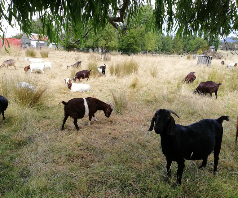 About the Farm
