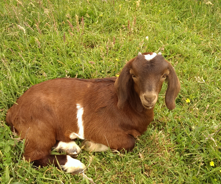 Goats about the Farm