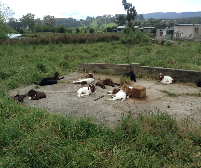 Goats about the Farm