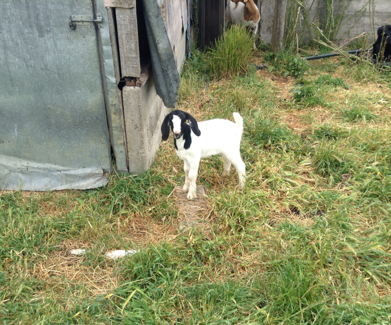 Goats about the Farm